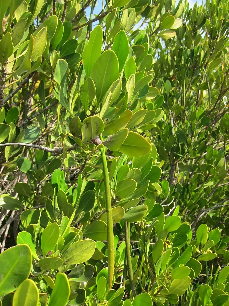 Ceriops jaune